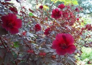 Гибискус Каркаде кислый (Hibiscus acetosella)