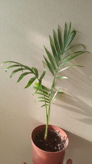 Хамедорея Молодое растение на последнем фото.