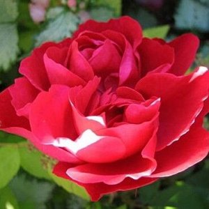 Роза парковая Морден Аморетт