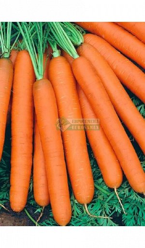 Морковь Страна Чудес F1 (0,5 гр)