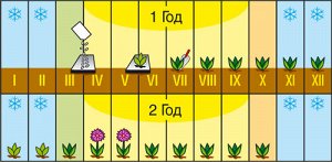Примула многоцветковая ИРЛАНДСКОЕ КРУЖЕВО  (3 шт)