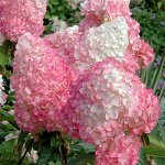 Пинк даймонд (pink diamond)