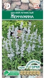 Шалфей мучнистый Жемчужина (10 шт)