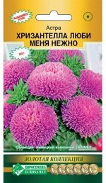Астра китайская Хризантелла Люби меня Нежно (5 шт)