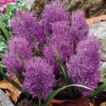 Мускари Перьевидные 8/9