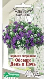 Вербена гибридная Обсешн День и Ночь (8 шт)