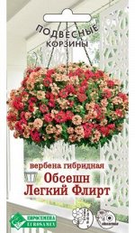 Вербена гибридная Обсешн Легкий Флирт (8 шт)