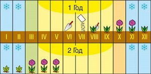 Евросемена Виола виттрокка БРЮНИНГ (10 шт)