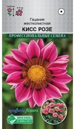 Гацания жестколистная Кисс Розе (5 шт)