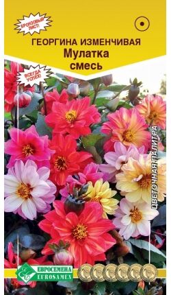 Георгина изменчивая МУЛАТКА , смесь (20 шт)