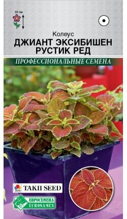 Колеус Джиант Эксибишен Рустик Ред (5 шт)
