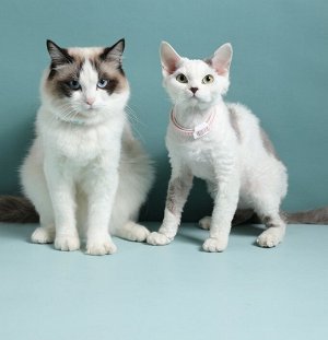 Ошейник от блох и клещей для животных Anis Cat Collar / 36 см