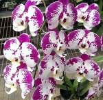 в99 Phal. Chian Xen Pearl × (Taida Fantasy × Leopard Prince &#039;Sogo Diamond&#039;)