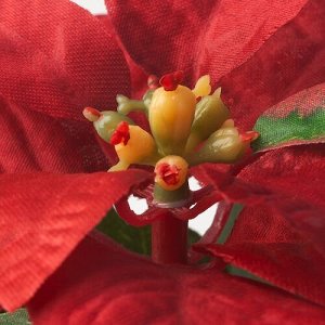 VINTERFINT, искусственное растение в горшке, в / уличная пуансеттия / красный, 6 см
