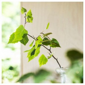 ADLAD, ароматизированный чай, Скандинавское дерево / белый, 3,5 часа,