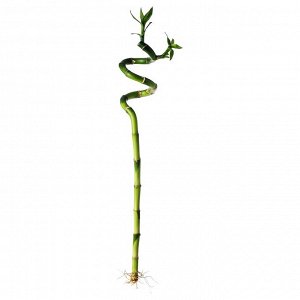 IKEA З10 ДРАЦЕНА LUCKY BAMBOO, растение, спираль, 45 см