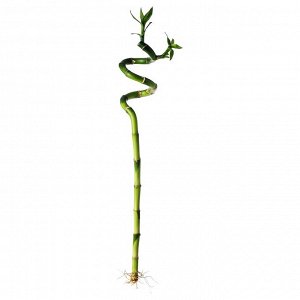 ДРАЦЕНА LUCKY BAMBOO, растение, спираль, 45 см