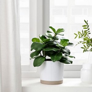 ФЕЙКА, искусственное растение в горшке, Клузия в помещении/ на открытом воздухе, 12 см