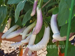Агрофирма Партнёр Баклажан Виталик F1