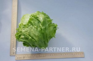 Салат кочанный Тарзан