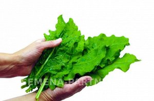 Щавель Широколистный