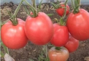 МореСемян Томат Минусинский Набор,  16уп. По 5-7 шт