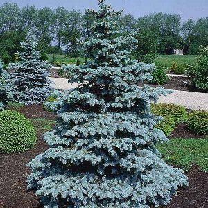 Colorline Ель колючая Хупси