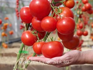 Томат Джаз F1 / Гибриды томата с массой плода 100-250 г