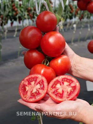 Агрофирма Партнёр Томат Майами F1 Гибриды томата с массой плода 100-250 г
