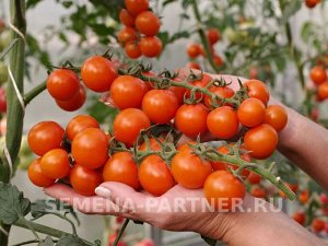 Томат Рыжий Фермер F1 / Гибриды томата черри и коктейльные