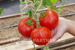 Томат Старпом F1 / Гибриды томата с массой плода 100-250 г