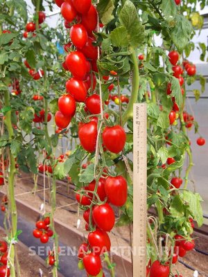 Агрофирма Партнёр Томат Джур-Джур F1 Мелкоплодные гибриды томата с массой плода до 100 г