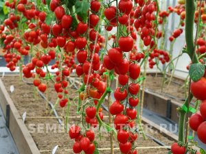Томат Джур-Джур F1 / Мелкоплодные гибриды томата с массой плода до 100 г