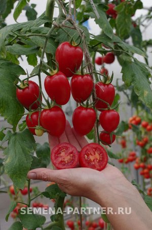 Томат Фифа F1 / Мелкоплодные гибриды томата с массой плода до 100 г