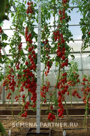 Томат Фифа F1 / Мелкоплодные гибриды томата с массой плода до 100 г