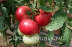 Томат Спартанец F1 / Гибриды томата с розовыми плодами
