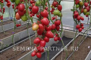 Агрофирма Партнёр Томат Камелот F1 Гибриды томата с розовыми плодами