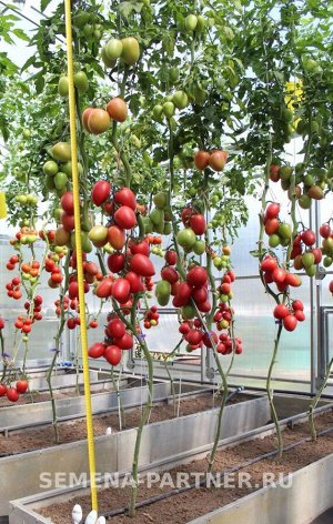 Агрофирма Партнёр Томат Камелот F1 Гибриды томата с розовыми плодами