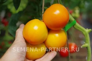 Томат Оранж Биф F1 / Гибриды биф-томатов с массой плода свыше 250 г