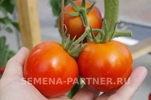 Томат Вендетта F1 / Гибриды с повышенным ликопином и красно-бурой окраской плодов