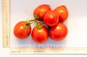 Томат Тореадор F1 / Гибриды томата с массой плода 100-250 г