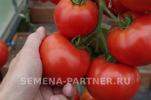 Томат Красный Факел F1 / Гибриды биф-томатов с массой плода свыше 250 г