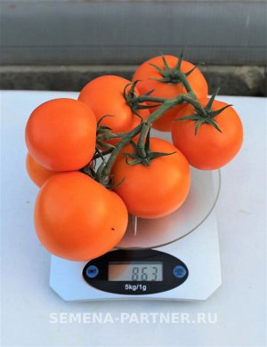 Агрофирма Партнёр Томат Анвар F1 Гибриды томата с желто-оранжевыми плодами