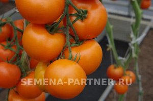 Томат Анвар F1 / Гибриды томата с желто-оранжевыми плодами
