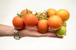 Томат Золотая Канарейка F1 / Гибриды томата с желто-оранжевыми плодами