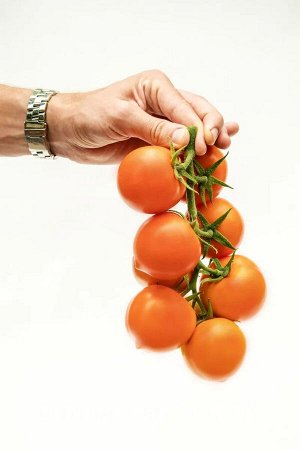 Томат Золотая Канарейка F1 / Гибриды томата с желто-оранжевыми плодами