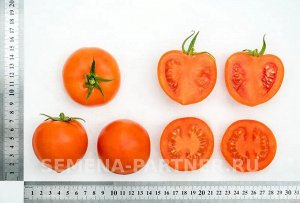 Агрофирма Партнёр Томат Золотая Канарейка F1 Гибриды томата с желто-оранжевыми плодами