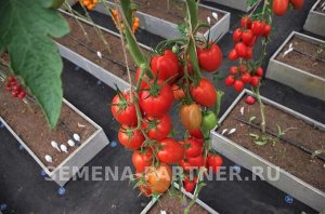 Томат Викуся F1 / Мелкоплодные гибриды томата с массой плода до 100 г