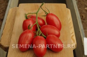 Томат Викуся F1 / Мелкоплодные гибриды томата с массой плода до 100 г
