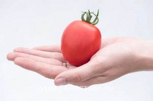 Томат Покрасневшая Невеста F1 / Мелкоплодные гибриды томата с массой плода до 100 г